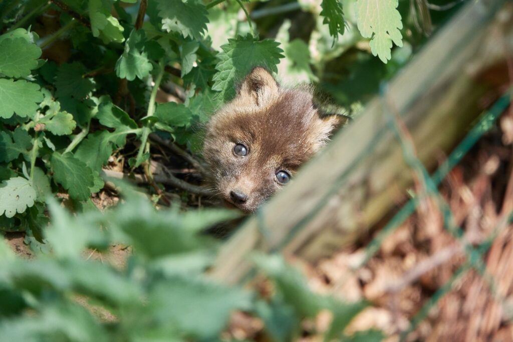 jonge vos in de tuin