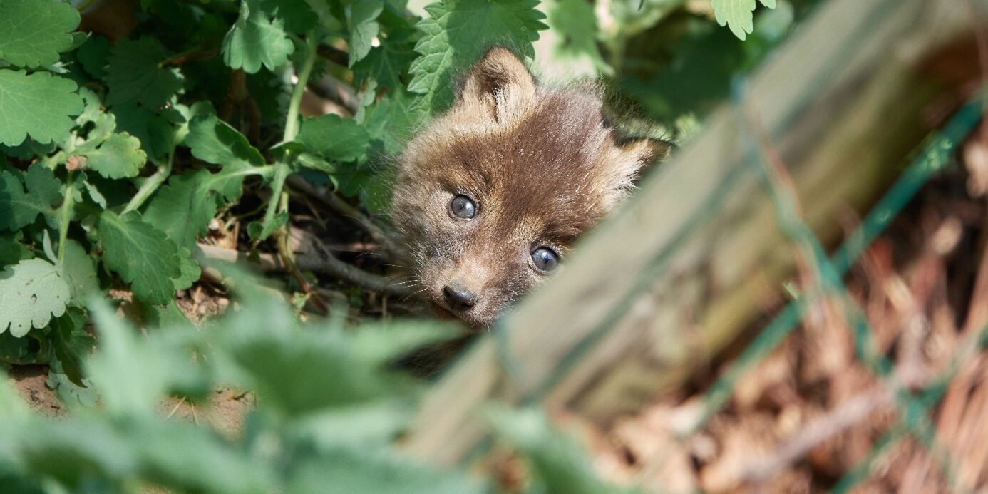 jonge vos in de tuin